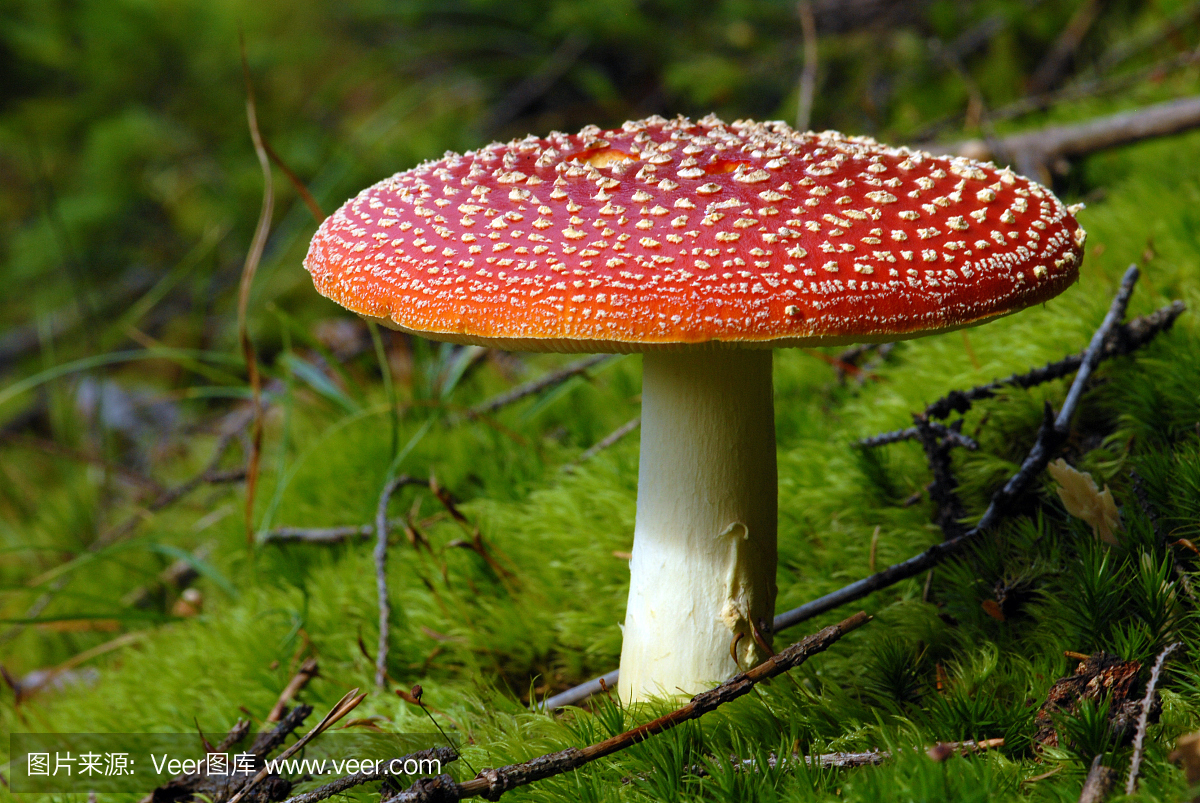 天使有毒蘑菇的特写照片