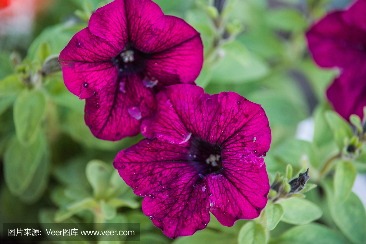 矮牵牛花,矮牵牛花属植物,矮牵牛,矮牵牛属植物