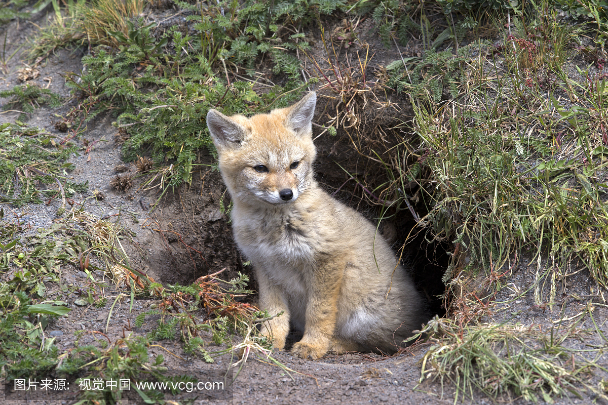 Young South American Grey Fox at burrow - To