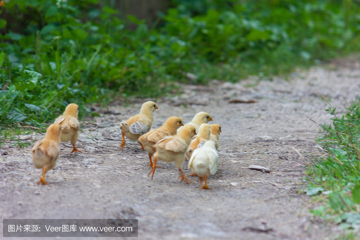 可爱的,恐怖,草,动物群