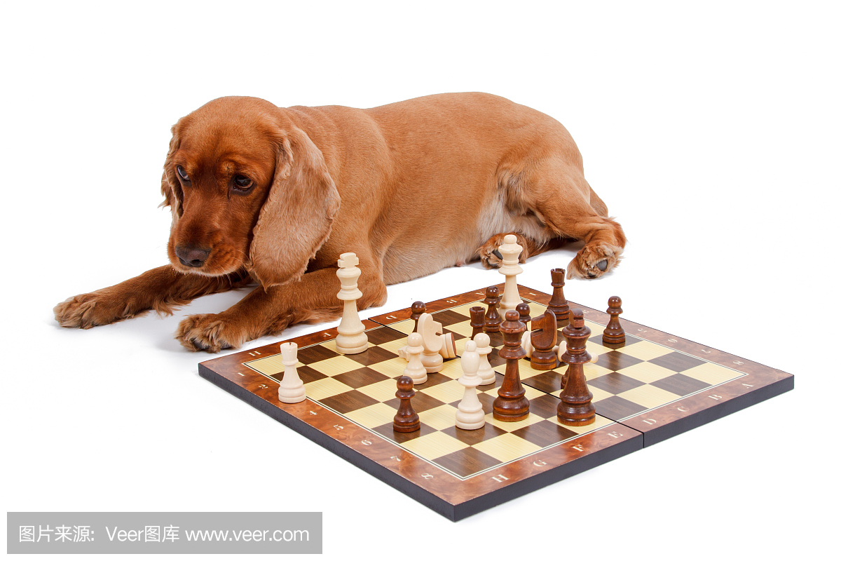 英文可卡犬狗下棋
