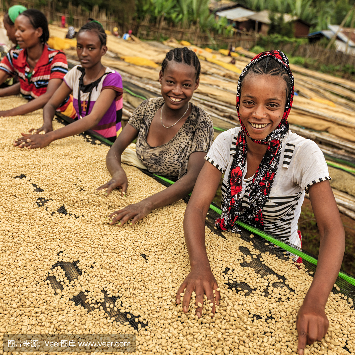 非洲女孩和女人分拣咖啡豆,东非