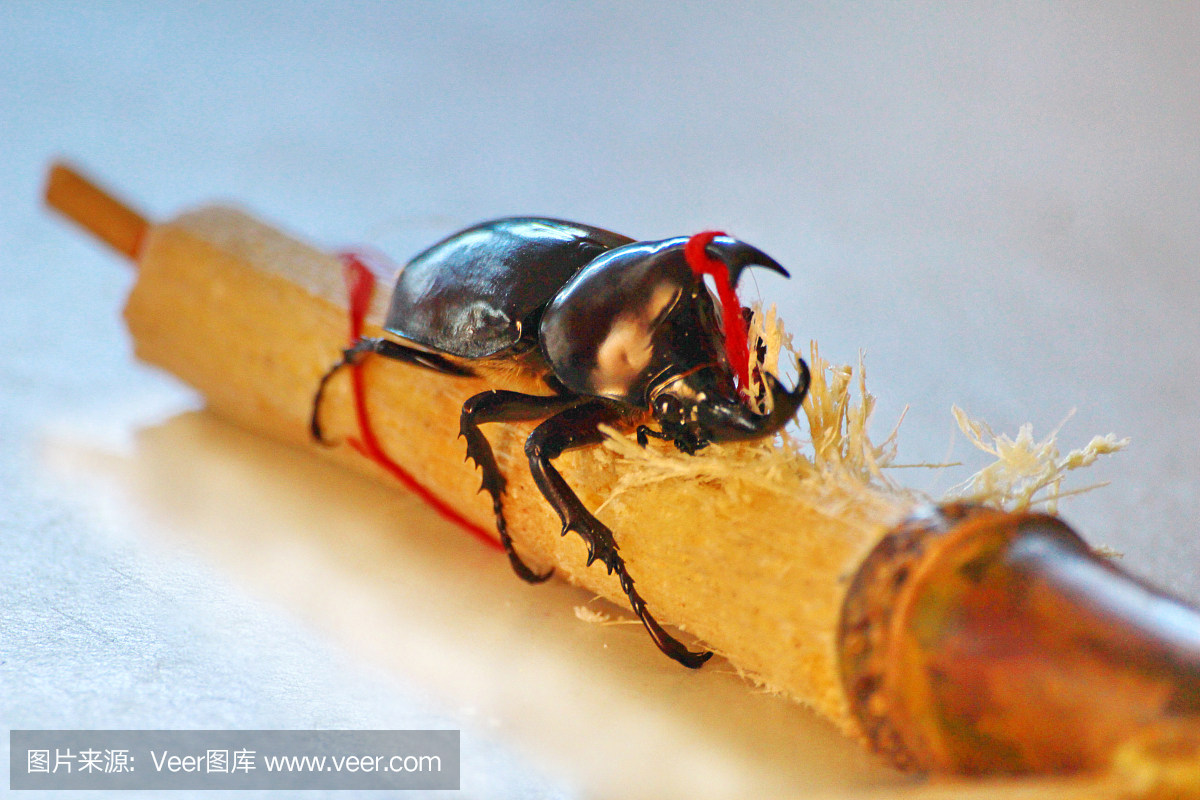 雄鹿甲虫吃甘蔗