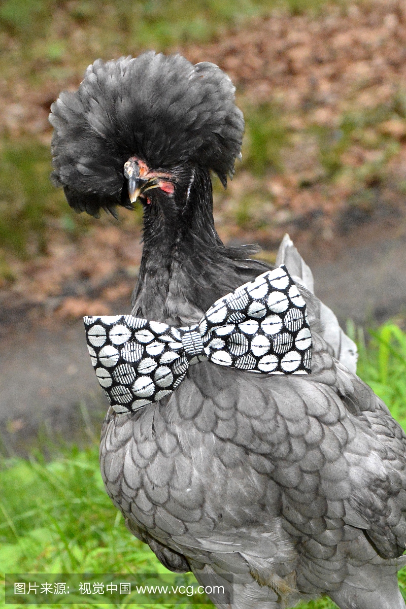 宠物,青年男人,母鸡,幽默