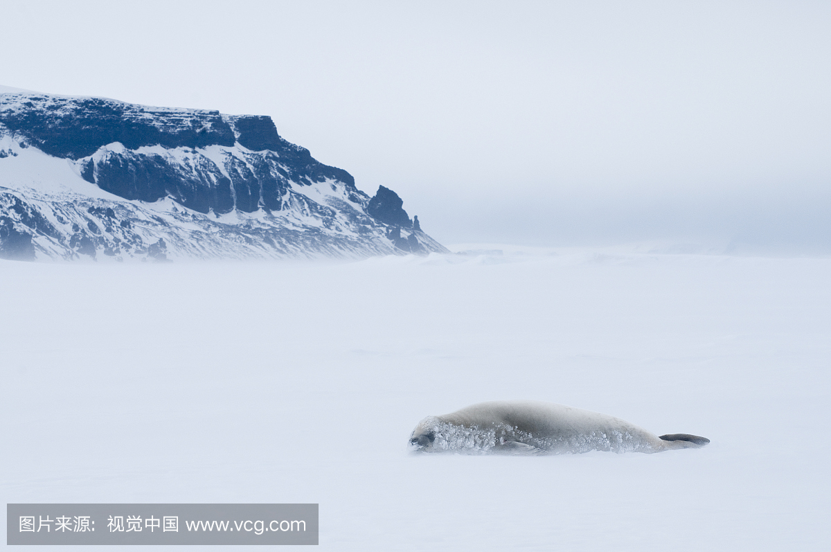 don carcinophagus)在暴风雪中快速冰上睡觉,海
