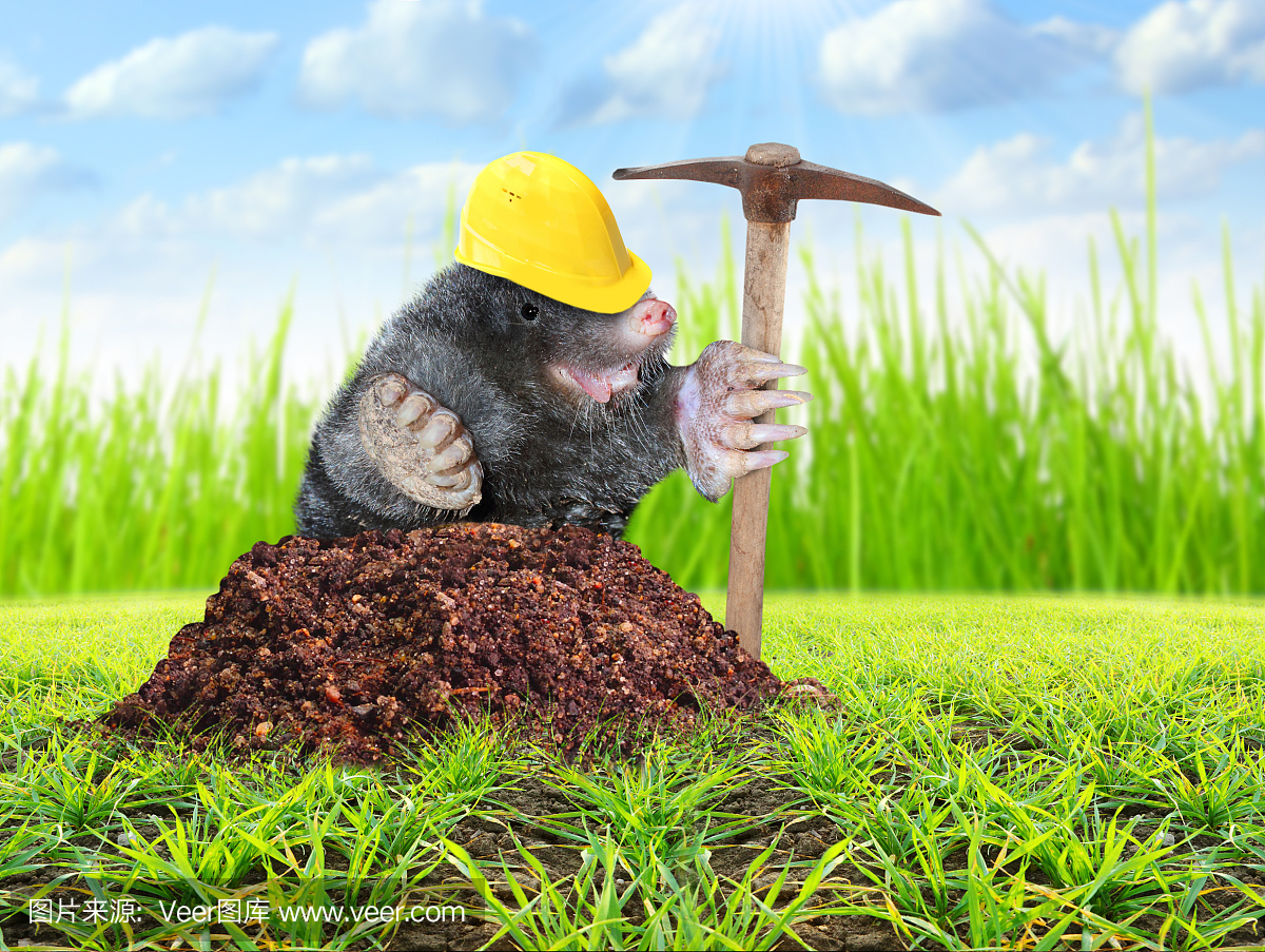 鼹鼠,针鼹鼠,矿工,采煤工人