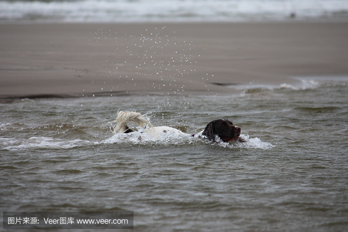 可爱的工作类型英文跳跳猎犬在海上玩耍
