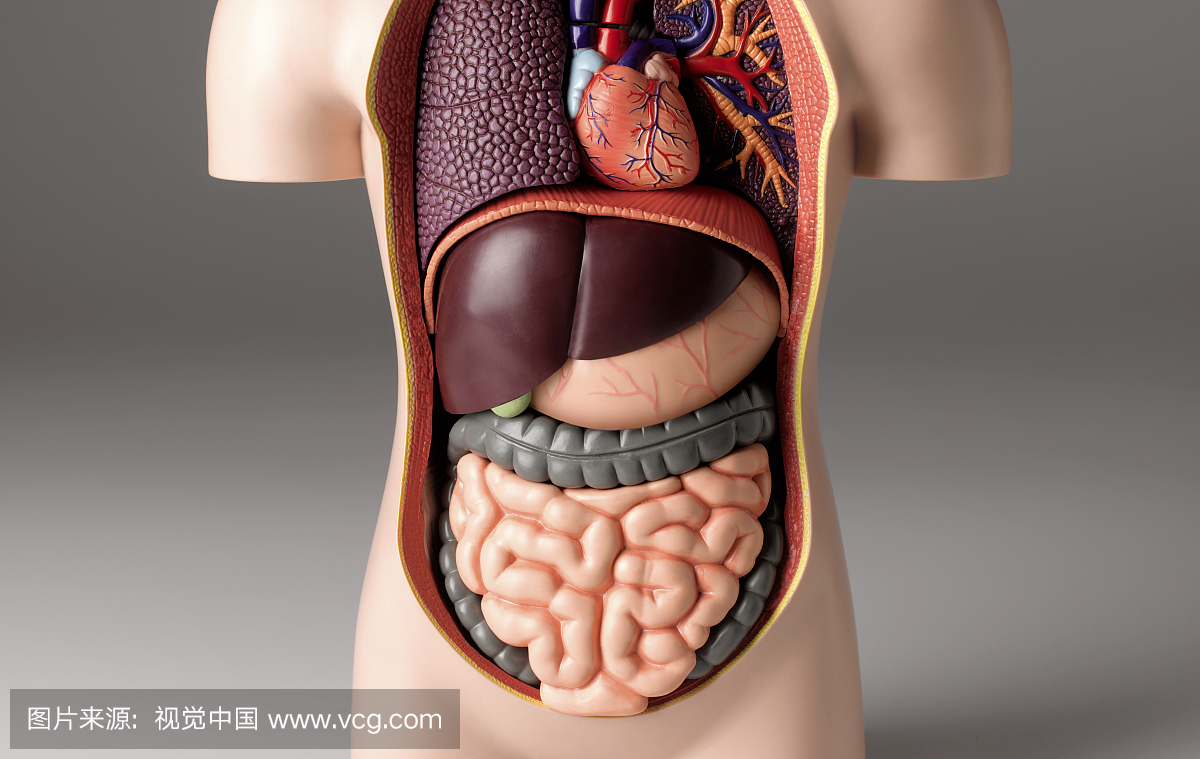胃痛模型