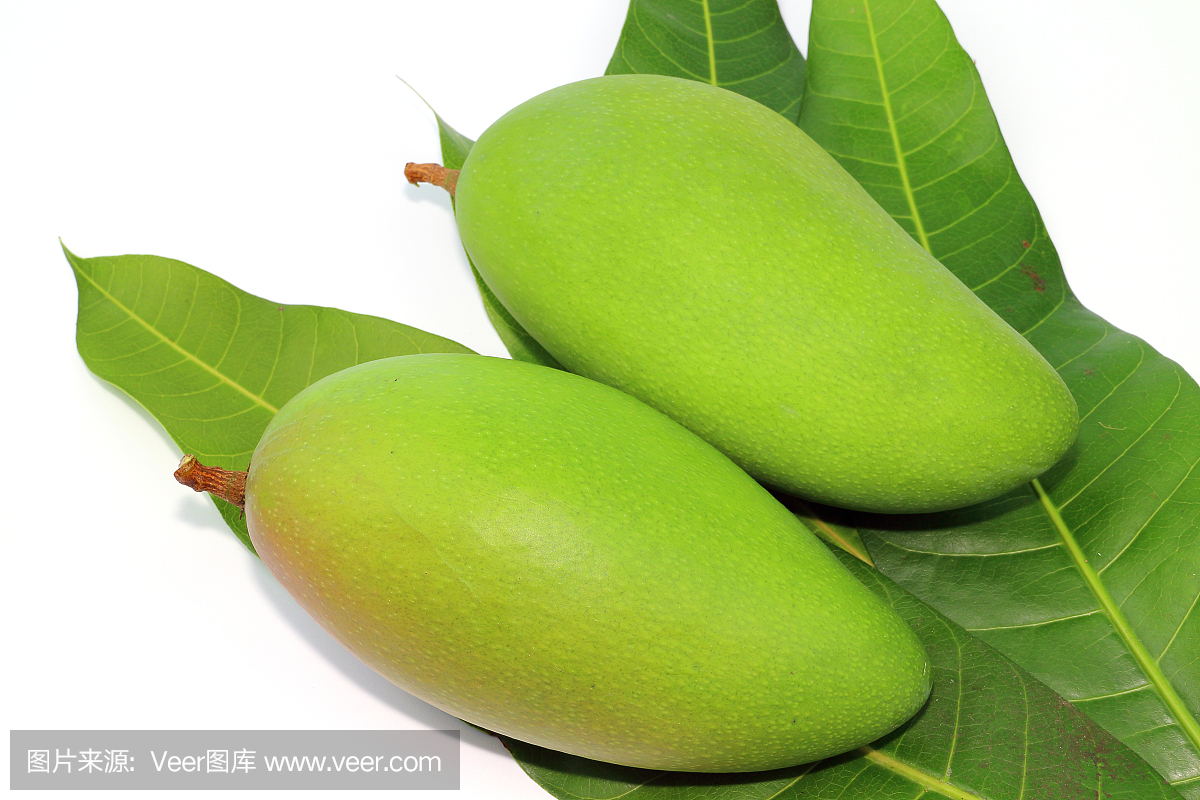 在白色背景上的绿色芒果