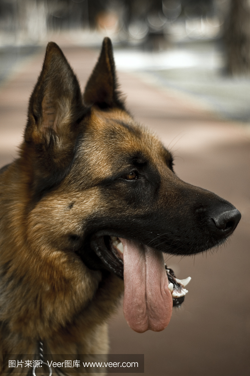 狗德国Shepeard与大舌头挂在嘴边