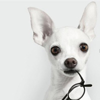 戴眼镜的动物搞笑头像_其实我也有既绅士博学-29kb