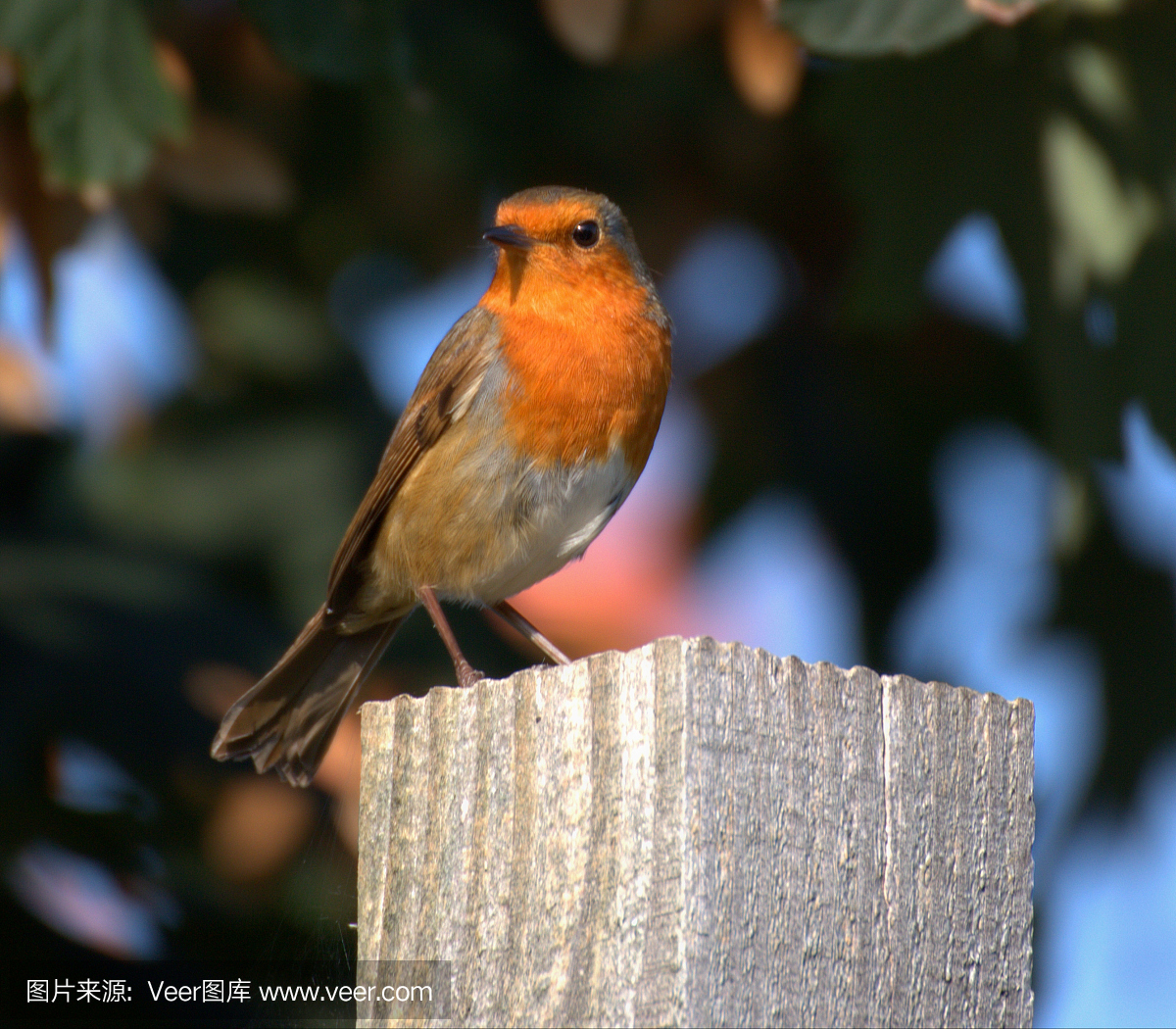 知更鸟,旅鸫,歌鸲,天空