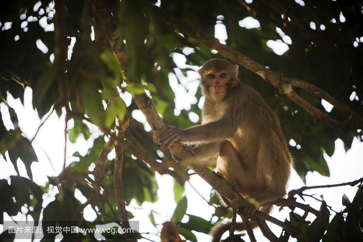 猴子在Bana Vihara周围公园的树。