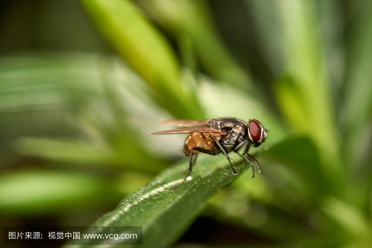 绿头苍蝇,动物嘴,色彩鲜艳,小的
