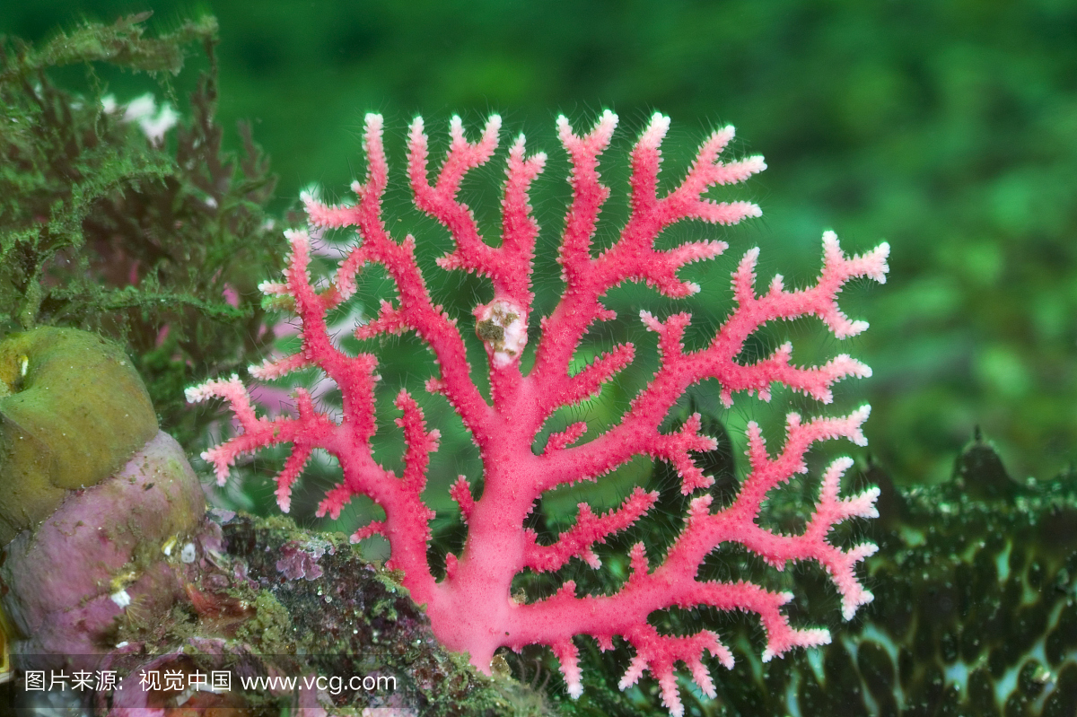 红珊瑚(Errina novaezelandiae),可疑声音,峡湾,
