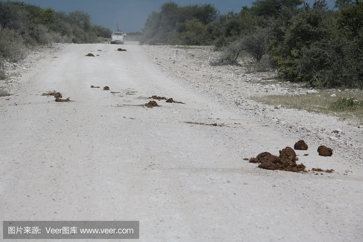 碎石路上的大象堆,埃及沙特阿拉伯国家公园纳