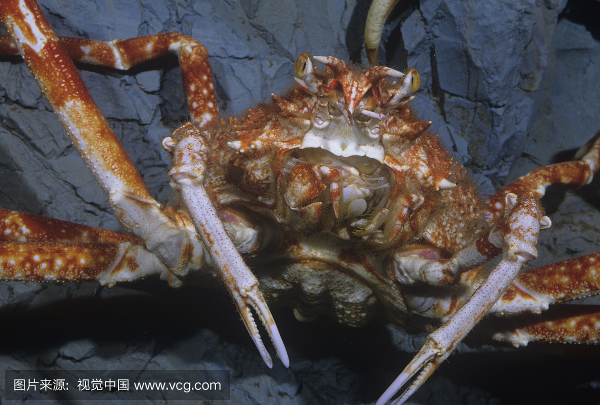 红螃蟹脸(Paralithodes camtschaticus),北美太平