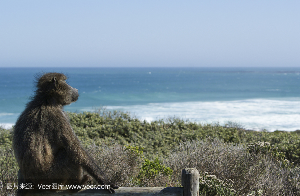 狒狒在南非桌山国家公园