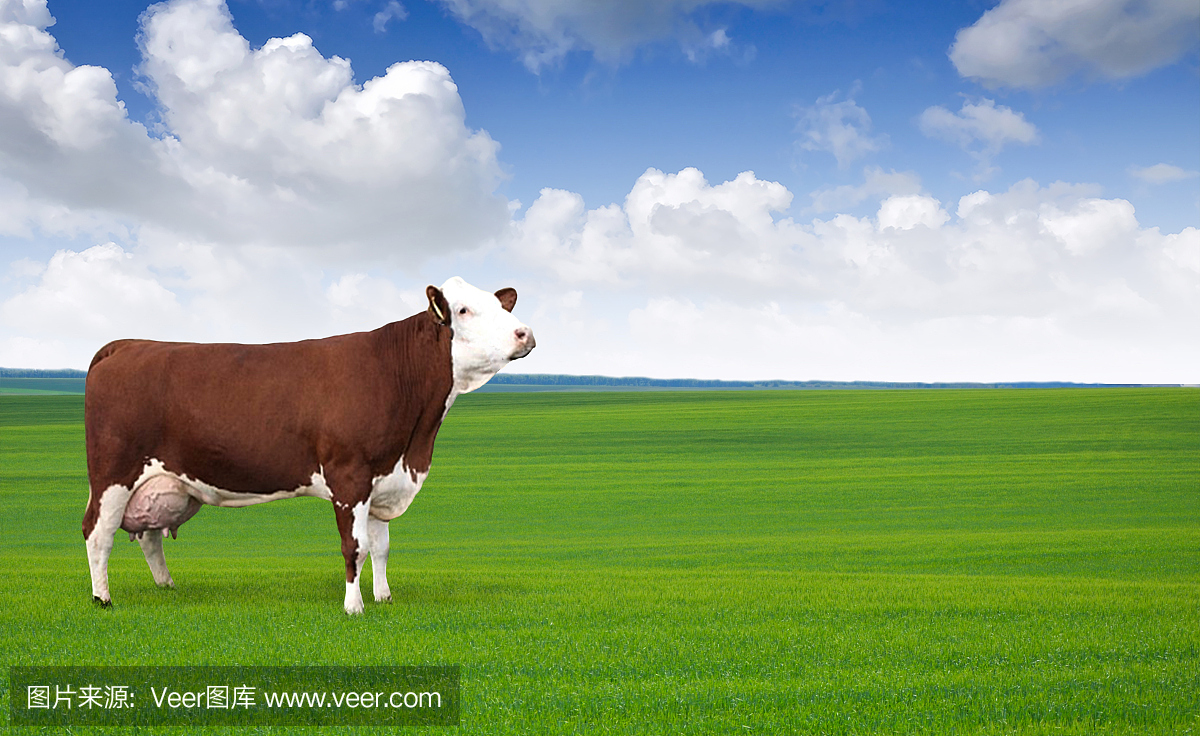 乳牛场,奶牛养殖场,养牛场,奶牛养殖