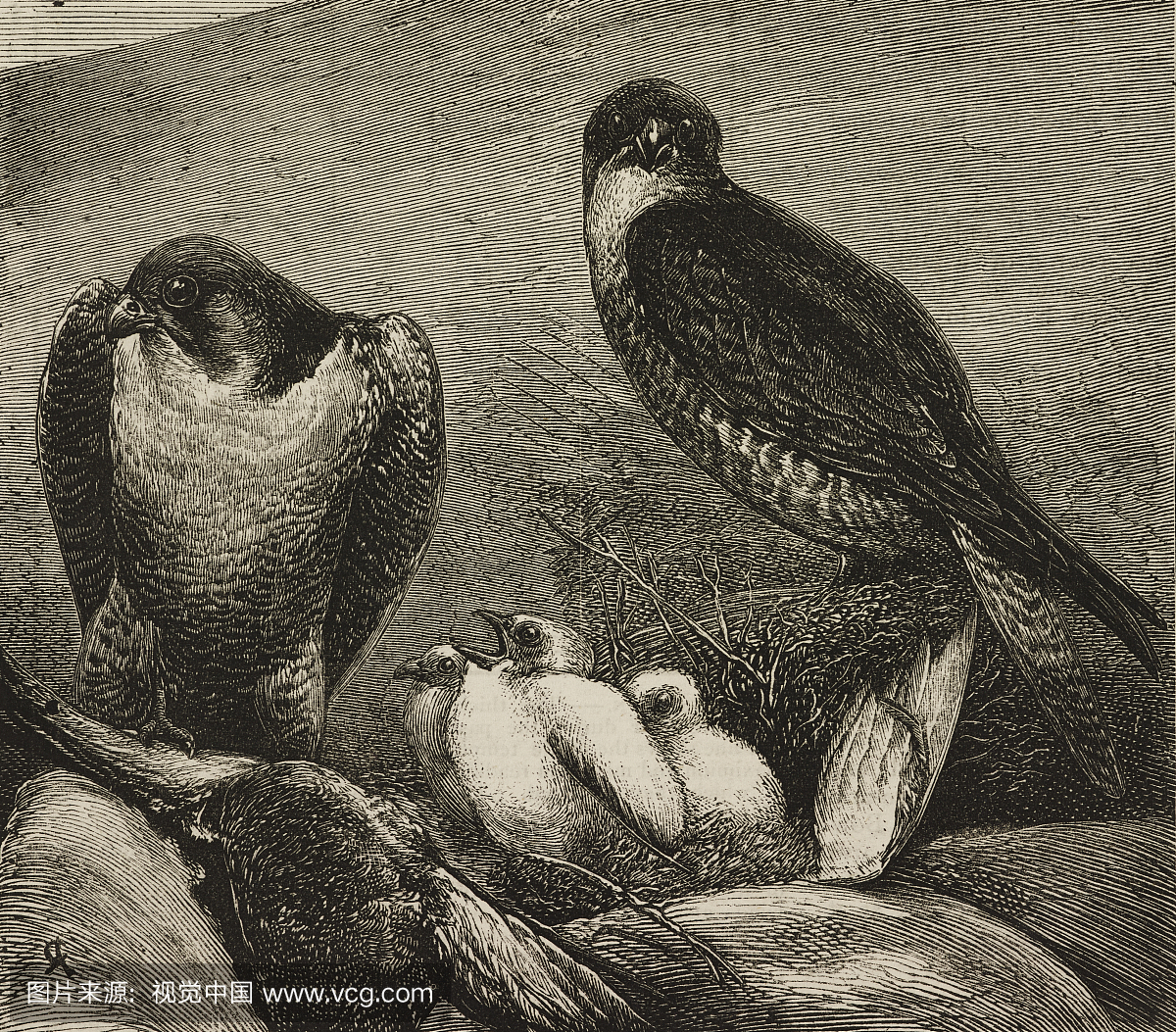 百富勤猎鹰和年轻人,珀斯郡,英国,杂志图形插图