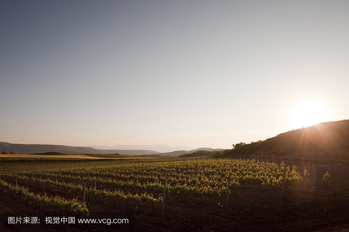 班牙Camino de Santiago的Rioja葡萄酒产区。