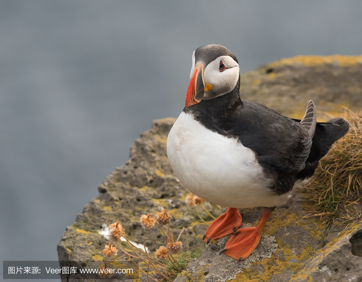 西弗加兹,西Fjords,裂缝,断岩