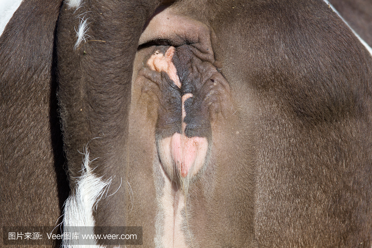 人工授精,人工受孕,结合,结合的