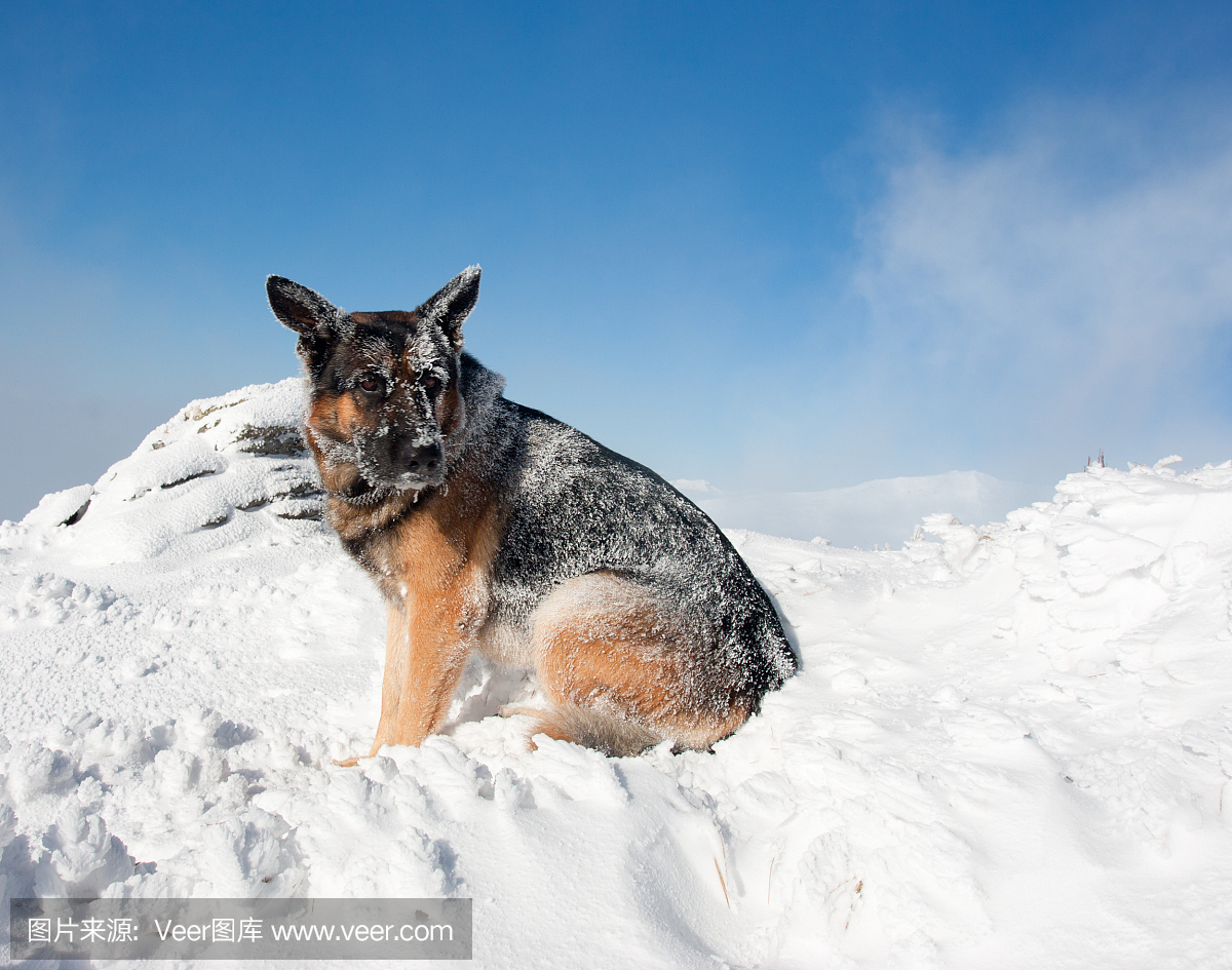 德国牧羊犬,德国黑背,德国黑贝,德国牧羊犬獒