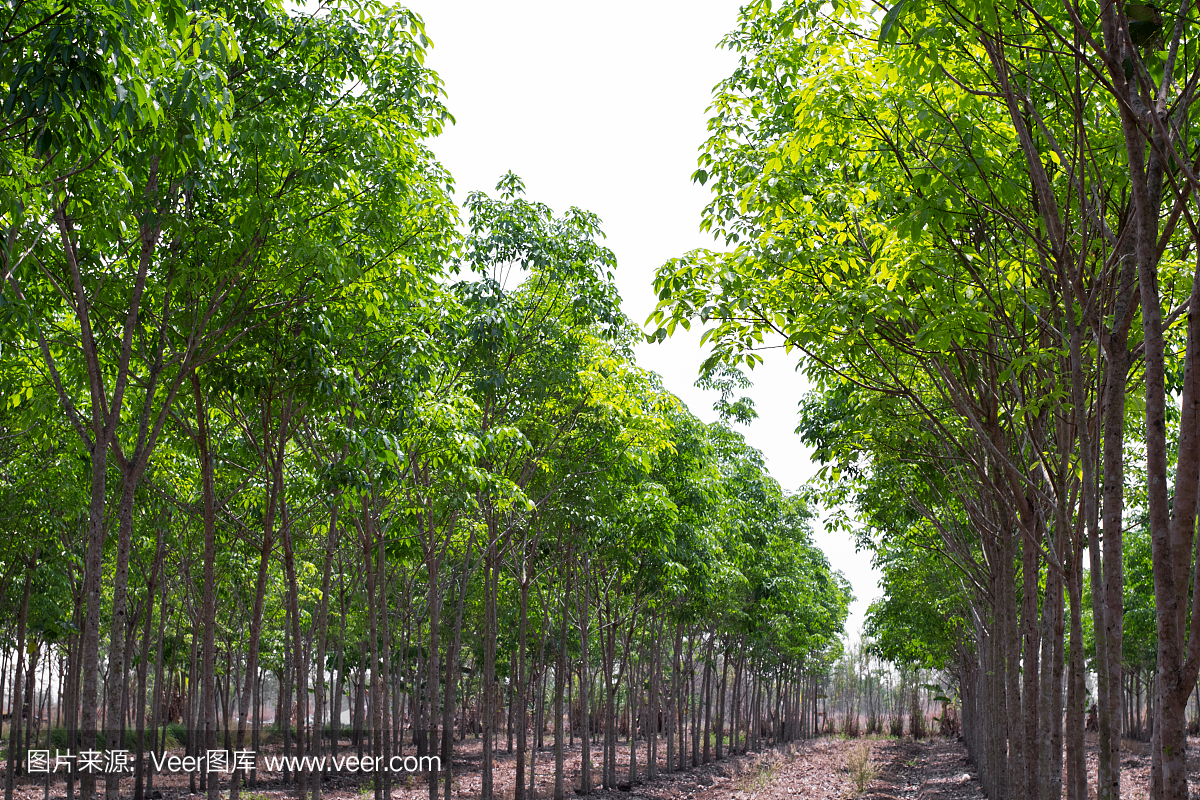 橡胶树排农业。三叶胶brasiliensis绿色叶子背景