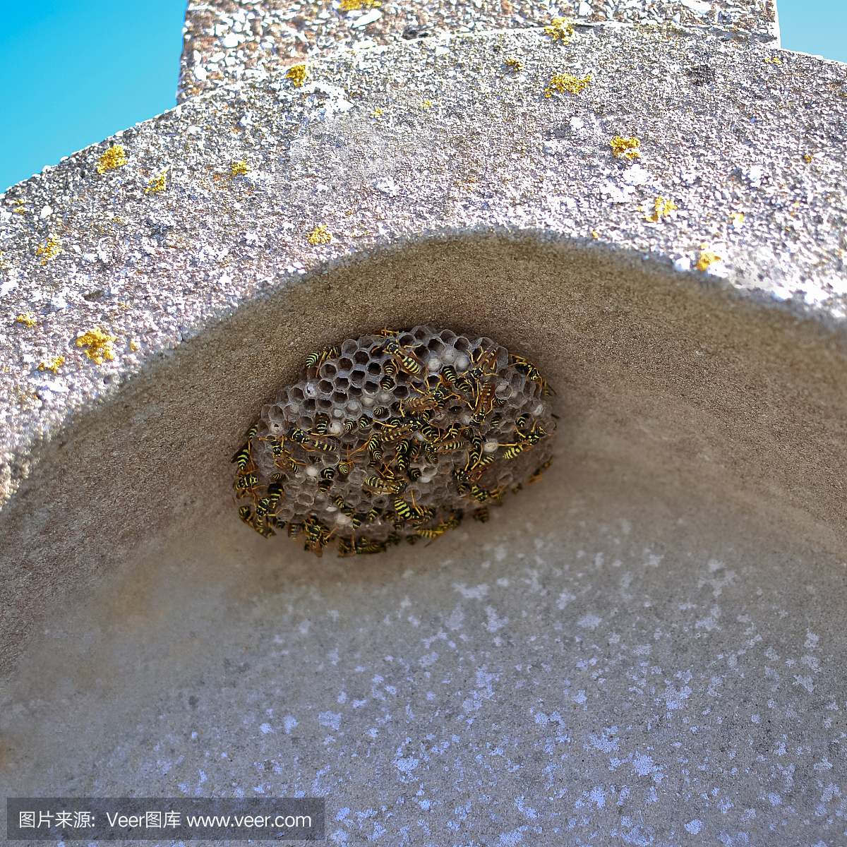 黄蜂筑巢在墙上