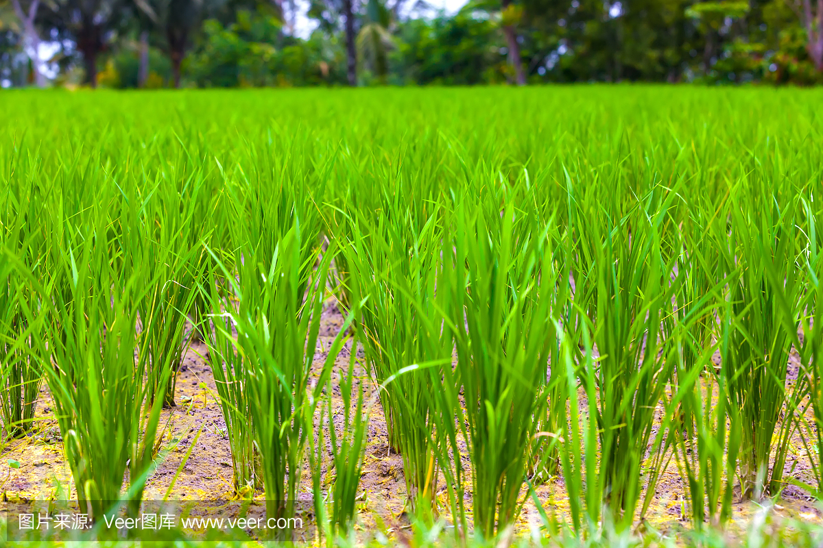 稻田在巴厘岛,印度尼西亚的乌布。
