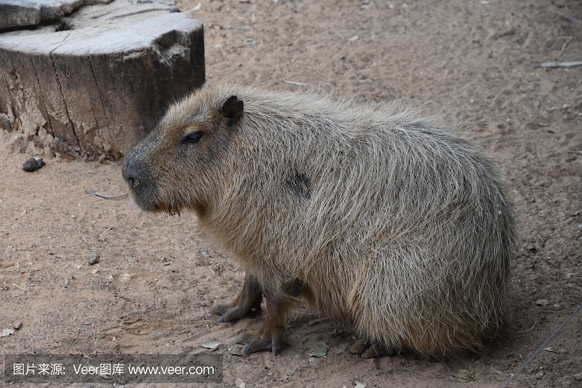 南美貘,低地貘,巴西貘,帕拉圭