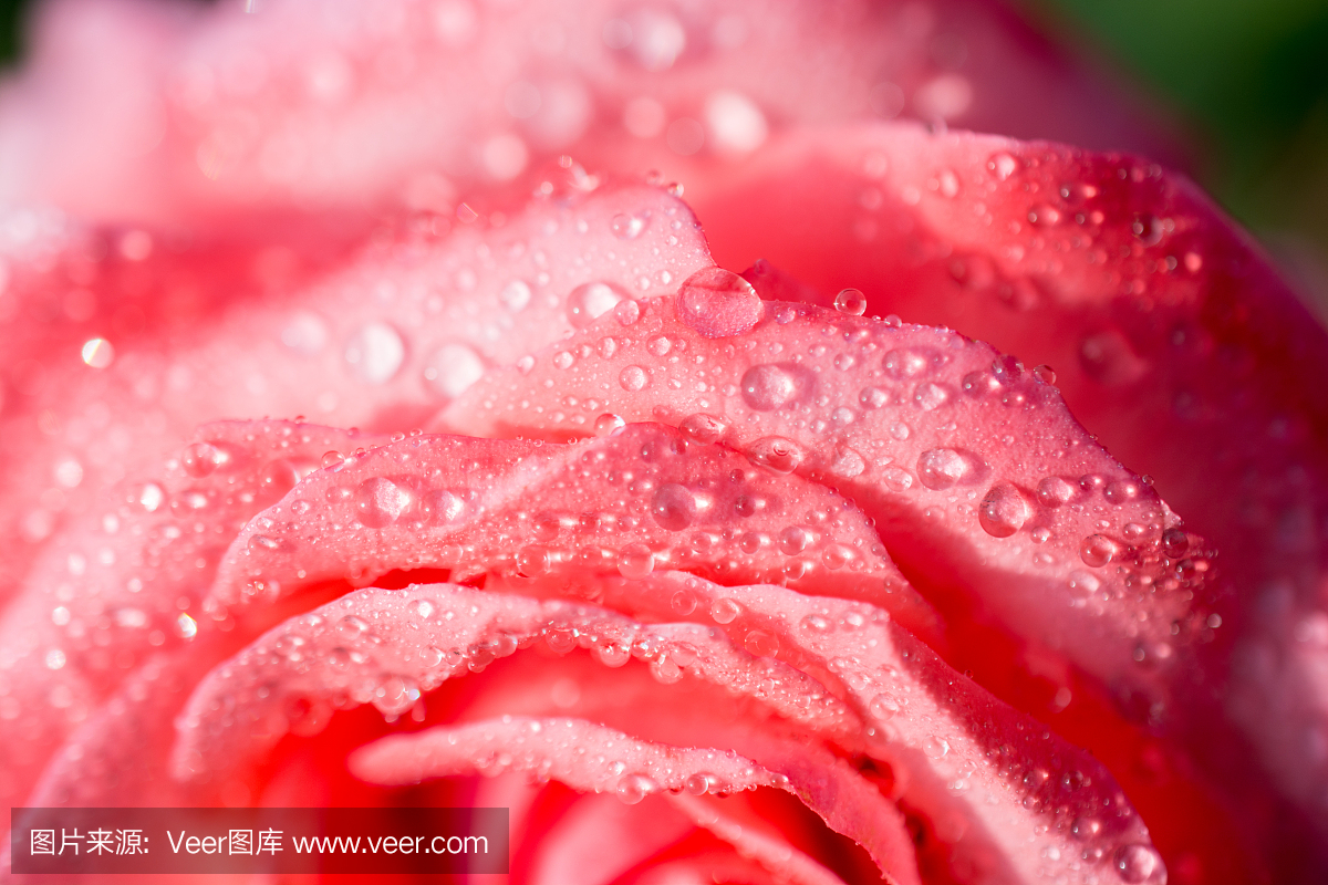 盛开的美丽多彩新鲜玫瑰与花瓣上的露珠