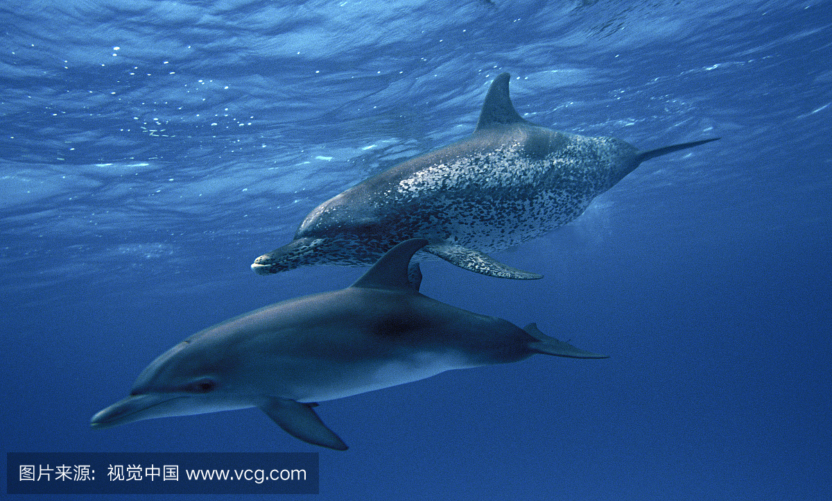 两只大西洋斑海豚(Stenella frontalis),离巴哈马银