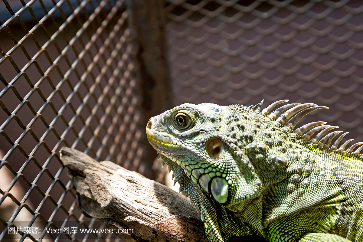 lguana