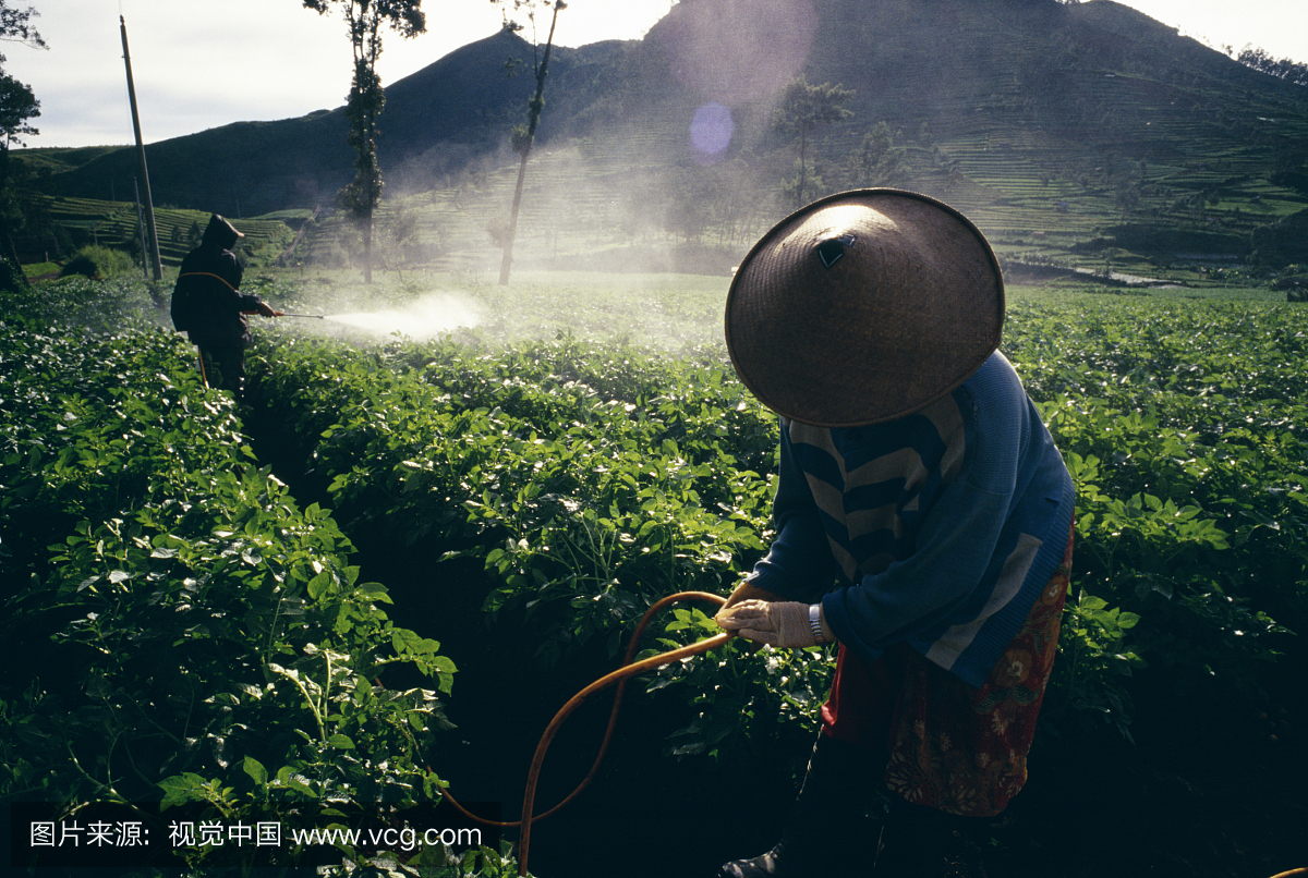 印度尼西亚,爪哇,西帝汶,妇女在苗圃喷洒作物