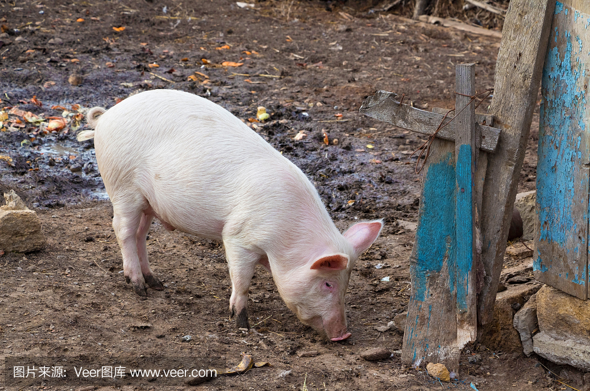 粉红色的猪正在老蓝色围栏附近吃东西