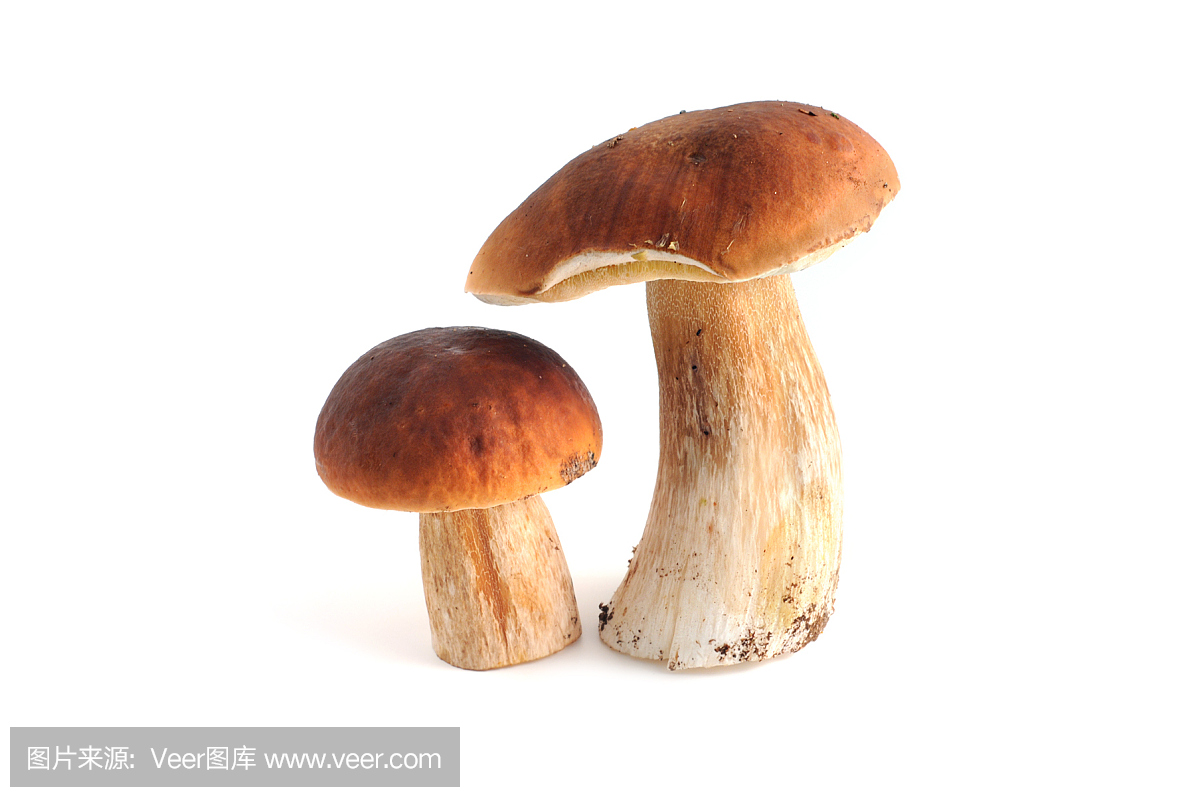 没有收获的两个porcini蘑菇的照片