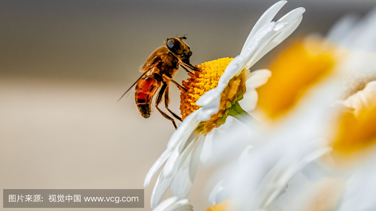授粉,授粉的,人工授粉,传粉