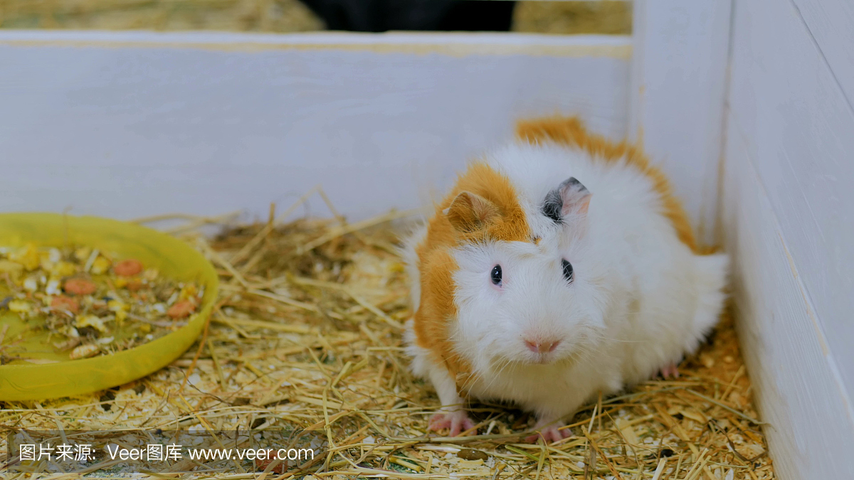 几内亚猪在动物园看相机