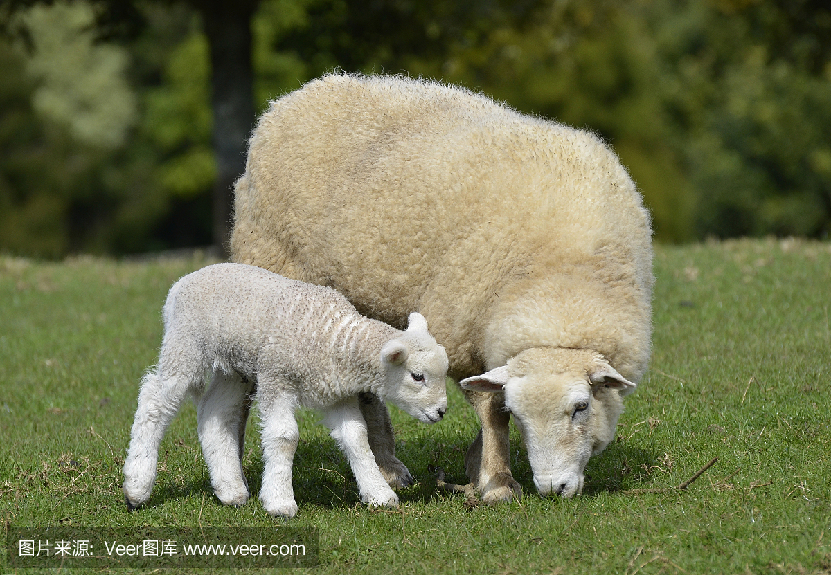 羊和羔羊,北岛,新西兰