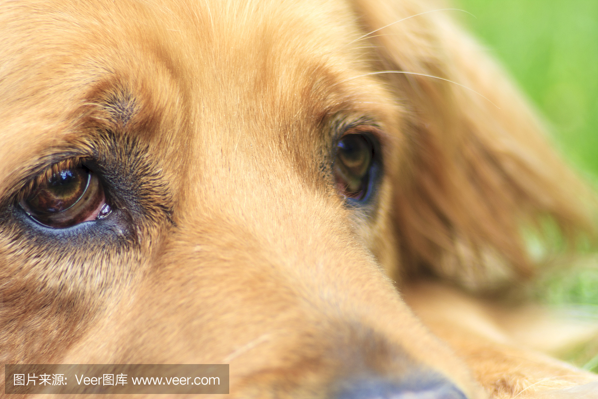 受过训练的狗,训练狗,训练犬,拉布拉多犬