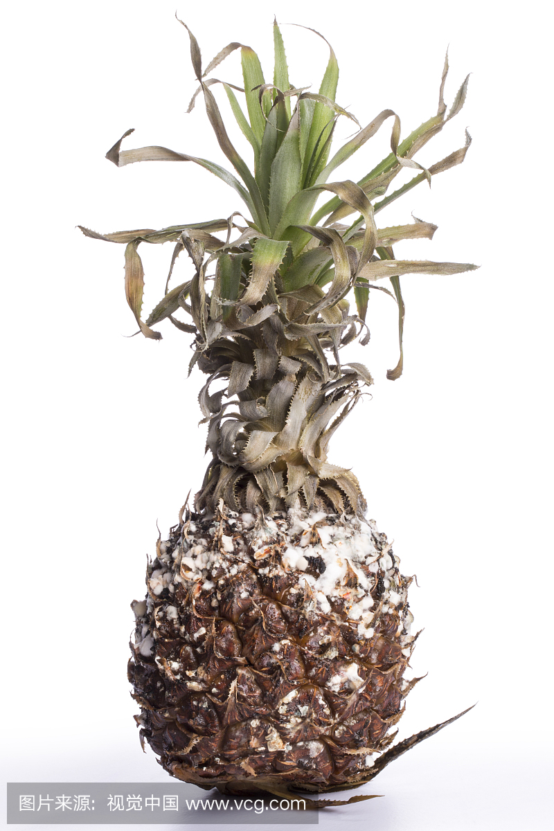 腐烂的菠萝