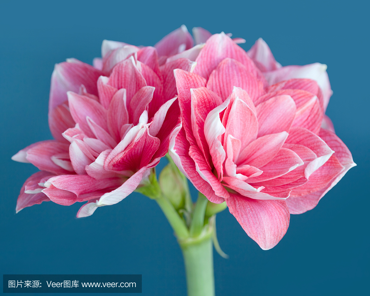 孤挺花朱顶红双梦想接近