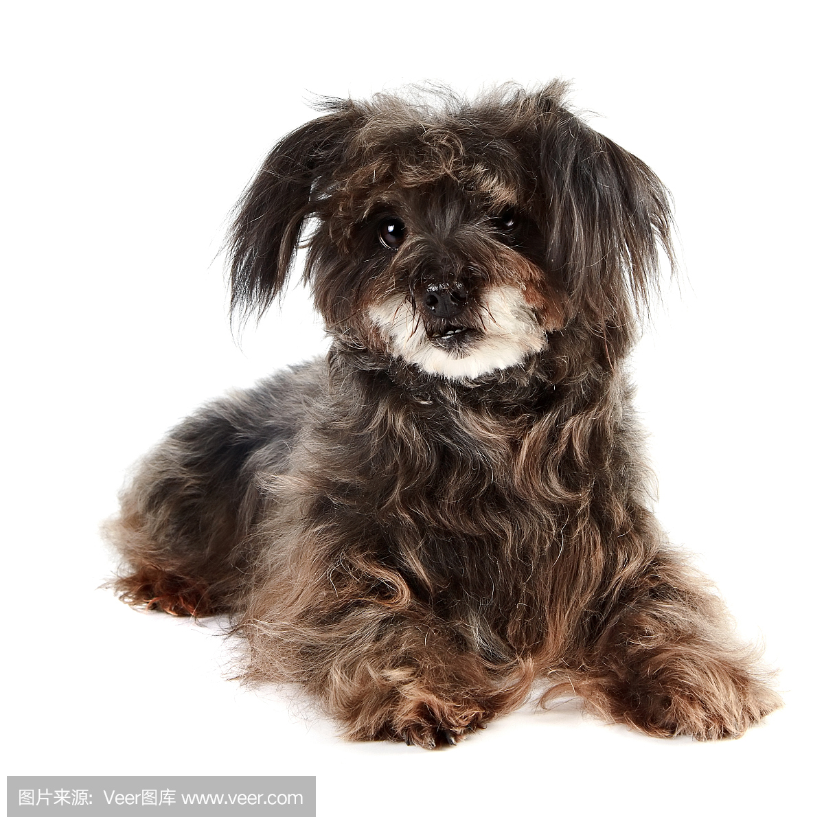 贵宾犬,贵妇犬,一种智力很高的狮子狗,贵宾狗