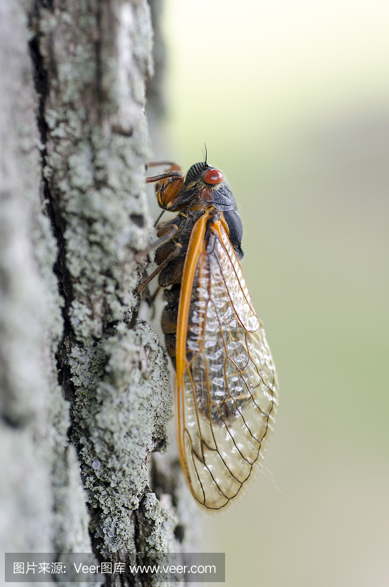 十七年蝉,最长寿的昆虫,蝉,知了