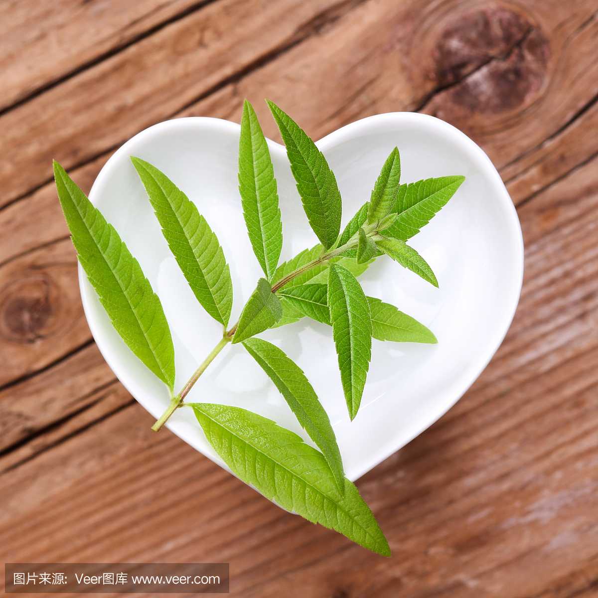 防臭木,油鞭草属,药箱,药架