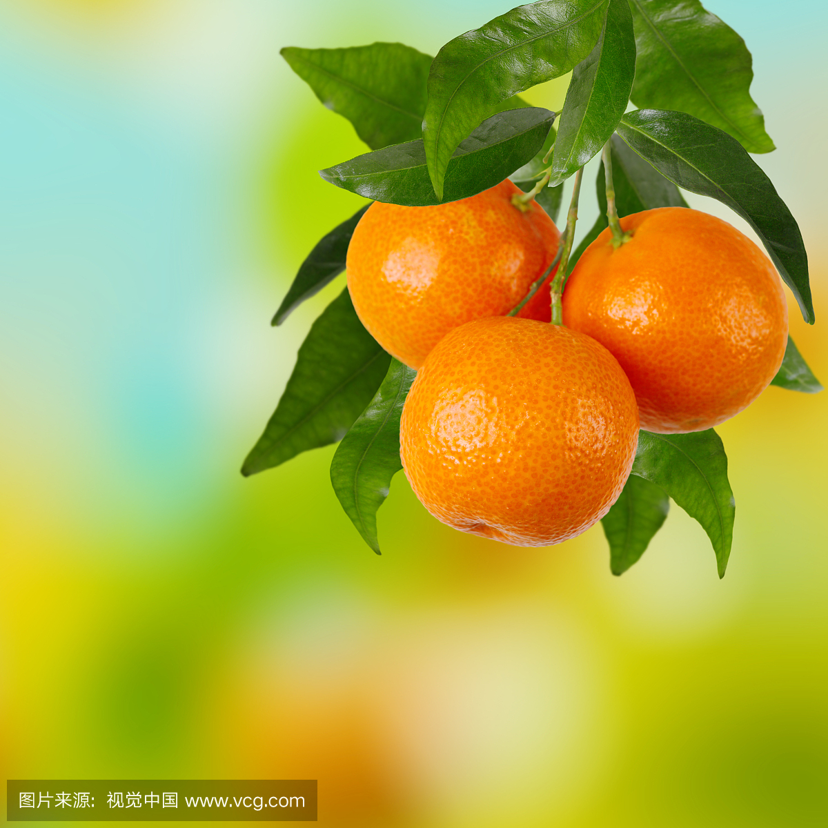 橘子分行