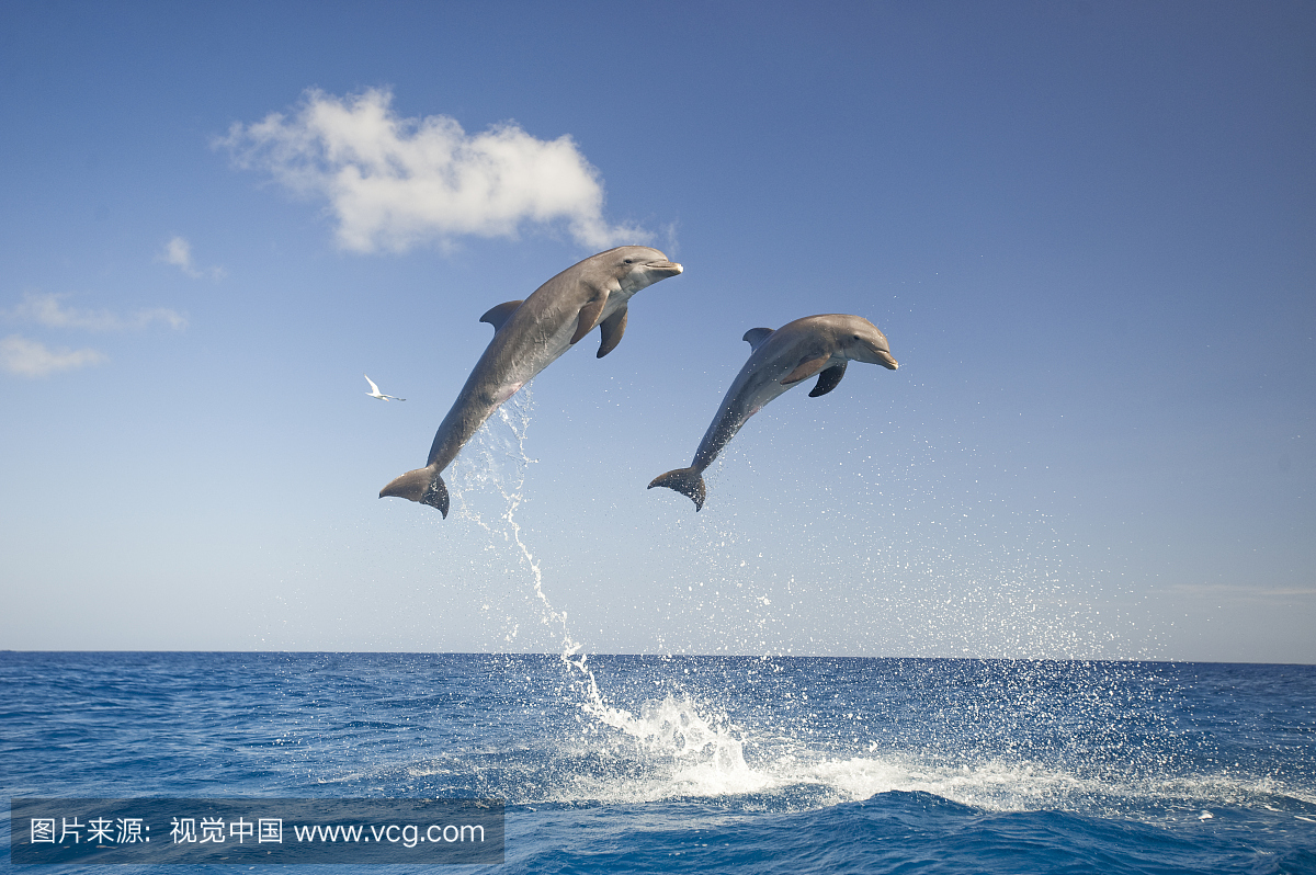 瓶鼻子海豚跳伞