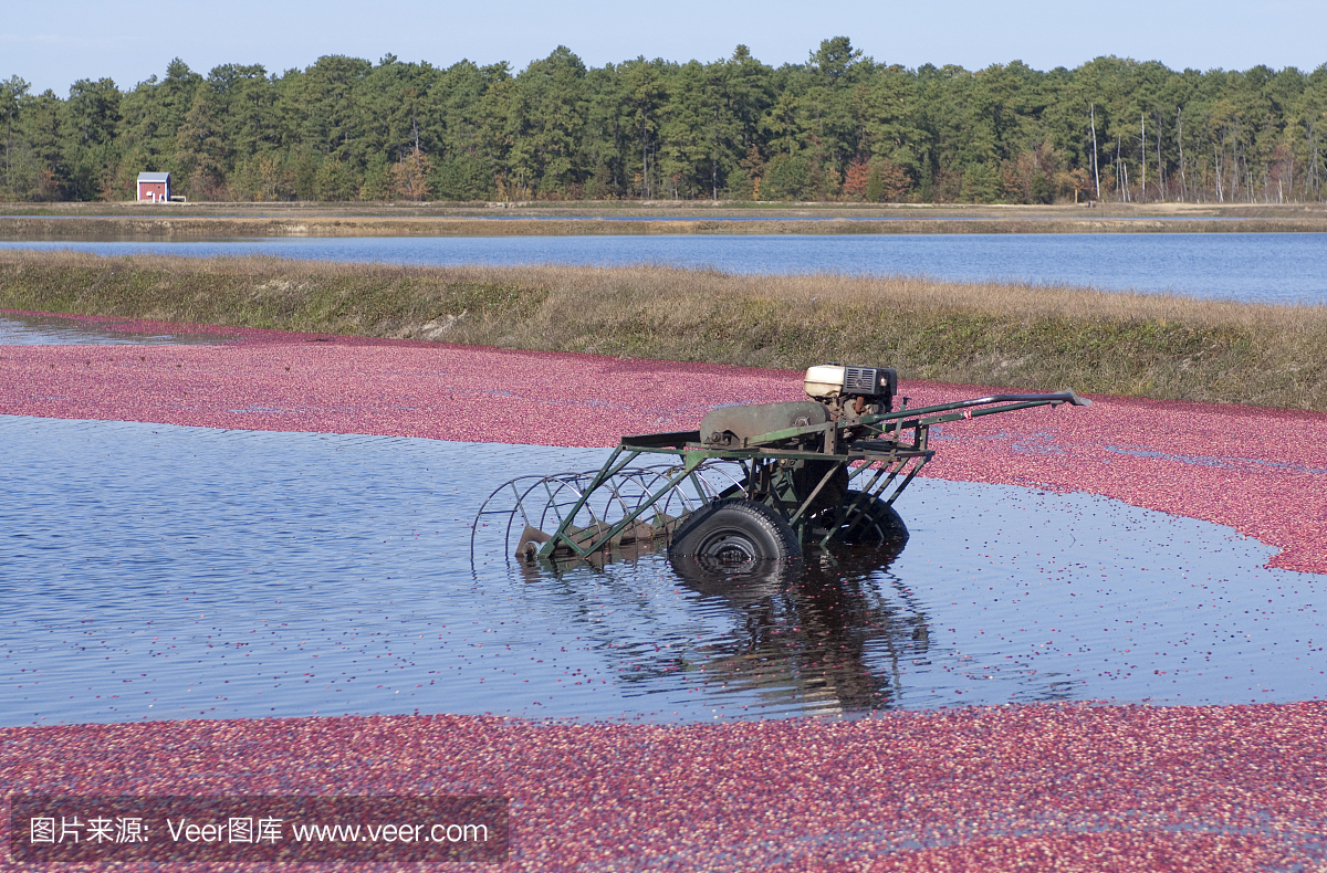 松木荒地,白瑞思松树,百瑞斯松林,贫瘠松林